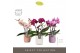 Phalaenopsis mix Tablo - Mix - 3 tak - Molise Mix Aquo 