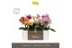 Phalaenopsis mix Tablo - Mix - 3 tak - Molise Mix Aquo 