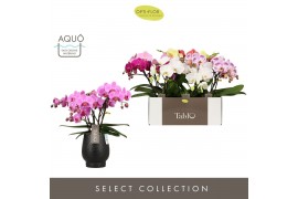 Phalaenopsis mix Tablo - Mix - 3 tak - Abruzzo Black Aquo
