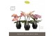 Phalaenopsis mix Tablo - Mix - 3 tak - Abruzzo Black Aquo 