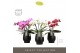 Phalaenopsis mix Tablo - Mix - 3 tak - Abruzzo Black Aquo 