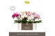 Phalaenopsis mix Tablo - Mix - 3 tak - Abruzzo Black Aquo 