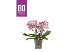 Phalaenopsis roze BO - Shorty Spotted - 2 tak, 14+ bloem
