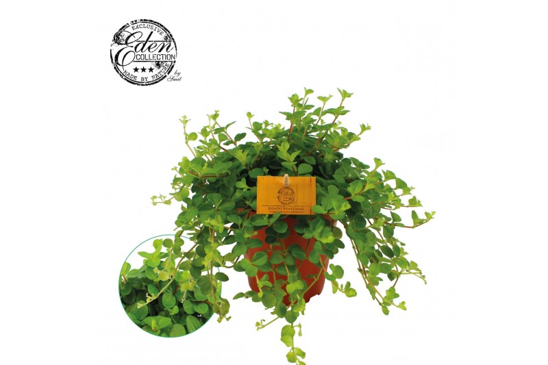 Peperomia rotundifolia rondo venetiano 