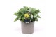 Sedum hybride honey gold 