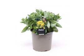 Sedum hybride honey gold