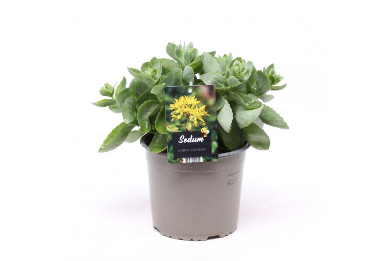 Sedum hybride honey gold 