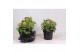 Sedum hybride honey gold 