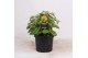 Sedum hybride honey gold 