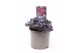 Sedum hybride red sparkle 