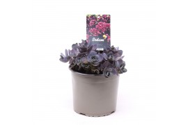 Sedum hybride red sparkle