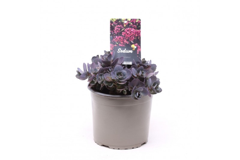 Sedum hybride red sparkle 