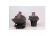 Sedum hybride red sparkle 