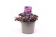 Sedum sunsparkler firecracker 
