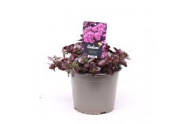 Sedum sunsparkler firecracker