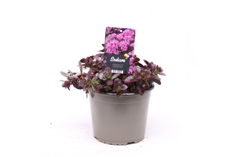Sedum sunsparkler firecracker 