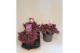 Sedum sunsparkler firecracker 