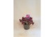 Sedum sunsparkler firecracker 