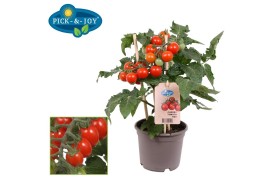Solanum lycopersicum tomaat pick&joy cherry tomato red