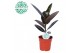 Ficus elastica abidjan 