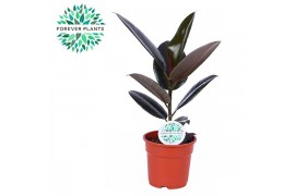 Ficus elastica abidjan