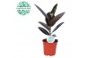 Ficus elastica abidjan