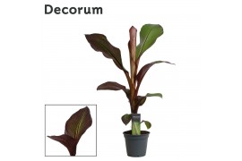Ensete ventricosum maurelii red banana decorum
