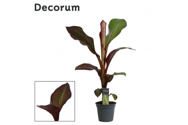 Ensete ventricosum maurelii red banana decorum 