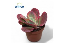 Kalanchoe thyrsiflora Kalanchoe Thyrsiflora Variagata (red) overig pp