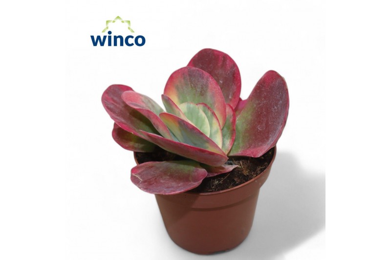 Kalanchoe thyrsiflora Kalanchoe Thyrsiflora Variagata (red) overig pp 