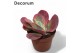 Kalanchoe thyrsiflora Kalanchoe Thyrsiflora Variagata (red) overig pp 