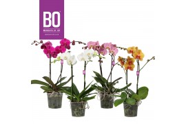 Phalaenopsis BO - Funda Mix - 2 tak, 18+ bloem