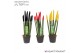 Sansevieria cylindrica velvet touchz® mix Duitsland/Belgie 