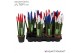 Sansevieria cylindrica velvet touchz® mix Frankrijk/Nederland 