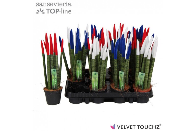 Sansevieria cylindrica velvet touchz® mix Frankrijk/Nederland 