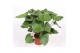 Homalomena rubescens maggy 
