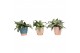 Murdannia loriformis bright star in keramiek elegance 