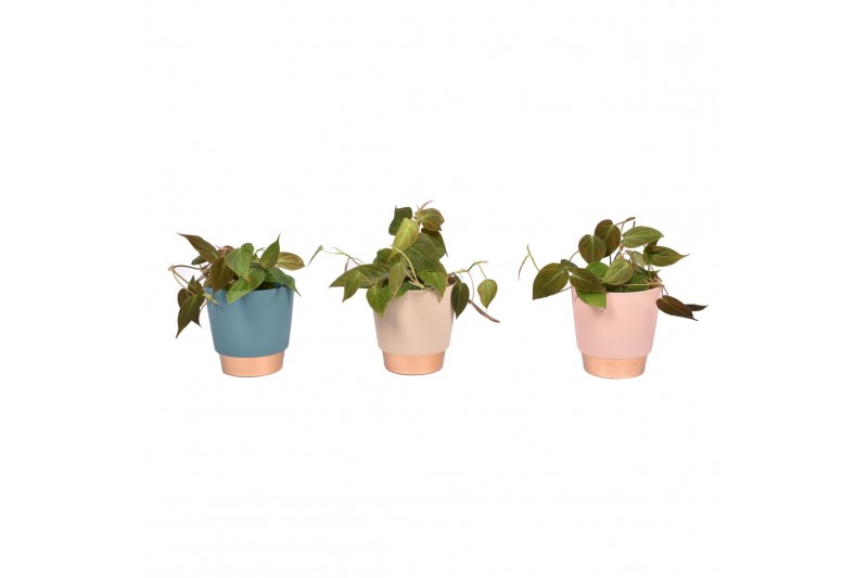 Philodendron scandens subsp. micans in keramiek elegance 