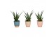 Sanseveria kirkii friends in keramiek elegance 