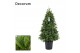 Laurus nobilis Piramide 50 cm diameter 