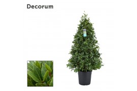 Laurus nobilis Piramide 50 cm diameter
