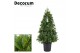 Laurus nobilis Piramide 50 cm diameter 
