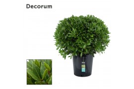 Laurus nobilis Bol zonder stam 90 cm diameter