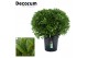 Laurus nobilis Bol zonder stam 90 cm diameter 