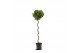 Laurus nobilis Laurus nobilis Spiraal stam 5000 gram 30 cm diameter 