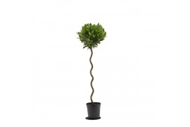 Laurus nobilis Laurus nobilis Spiraal stam 5000 gram 30 cm diameter