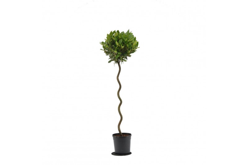 Laurus nobilis Laurus nobilis Spiraal stam 5000 gram 30 cm diameter 
