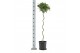 Laurus nobilis Laurus nobilis Spiraal stam 5000 gram 30 cm diameter 