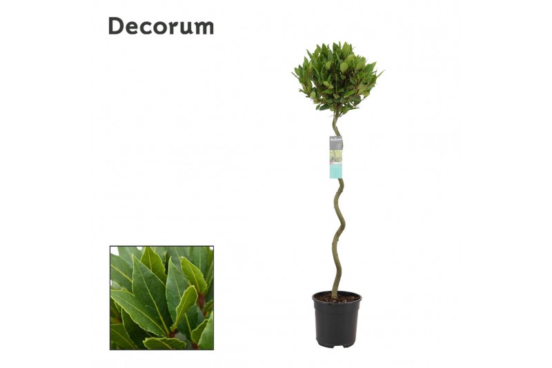 Laurus nobilis Laurus nobilis Spiraal stam 5000 gram 30 cm diameter 