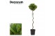 Laurus nobilis Laurus nobilis Spiraal stam 5000 gram 30 cm diameter 